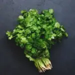Fresh cilantro or coriander leaves in bunch. Black kitchen table background, top view
