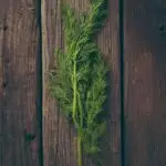 Fresh dill leaves