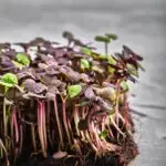 Red cabbage, fresh sprouts and young leaves front view over gray. Vegetable and microgreen. Also