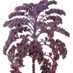 Red kale
